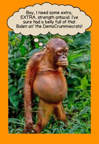 Political - Orangutan Belly Full Of Biden