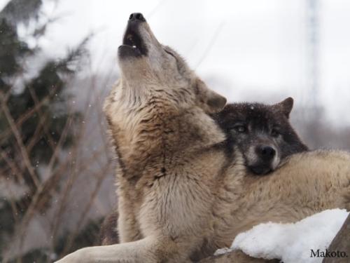 tumblr_pphmktA9Ca1vxcejgo1_540