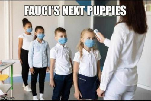 Faucie's next puppies