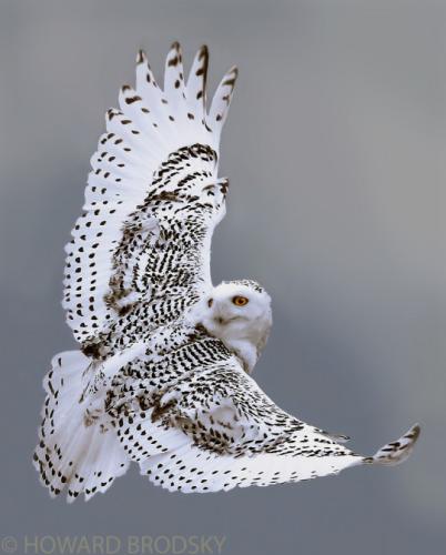 tumblr_o6arwkX5fH1szuplto1_540