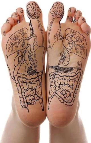 ! Foot Organ Chart
