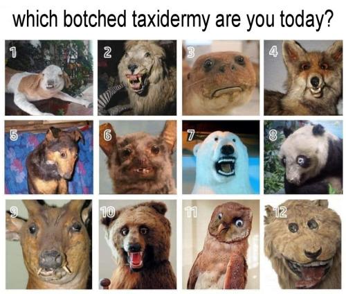 which botched taxidermy are you today