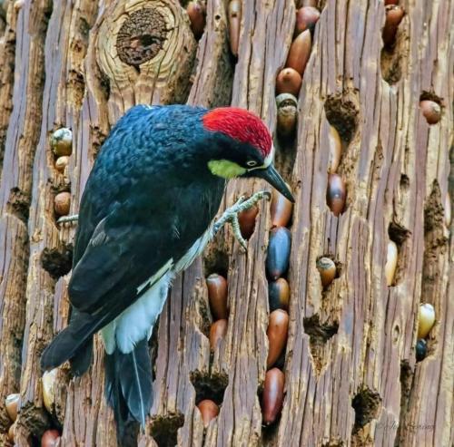 248640172_6908698609143841_6935334347597261175_n