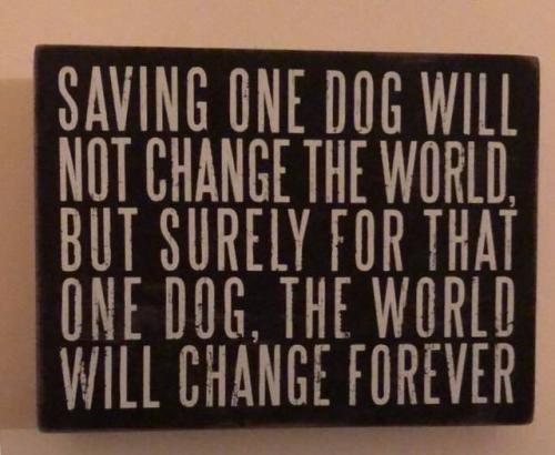 SAVING ONE DOG