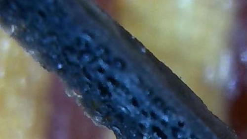 Big Bath Floater Bio Film Scab  (6)