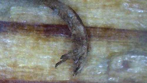 Carbon Cover SHEET + FULLERENE ROD (7)