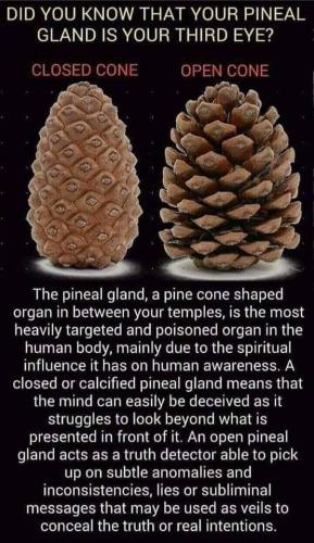 pineal gland