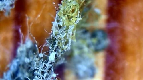 Toe Banding Fiber Ball