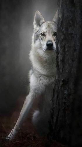 tumblr_a8e5c0512e4c4a7eea3570c75228c10d_1e04b30e_640