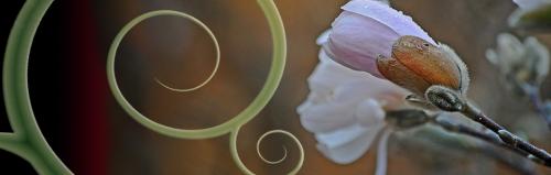 Canund Magnolia swirl