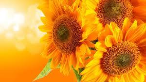 22728901_10211749412545485_2161959751771205944_n