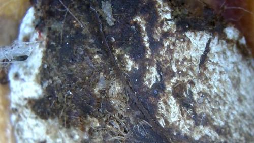 Buffer Dissolved Polymer Node Cap (3)