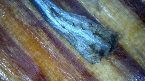 Max Morphing Rod Pods (12)