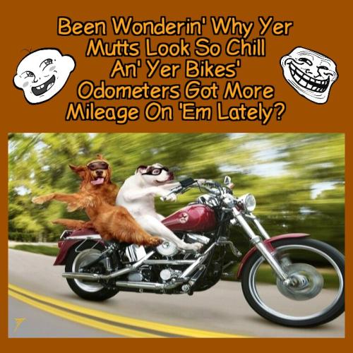 Comedy - Wonderin Why Dogs Cycle
