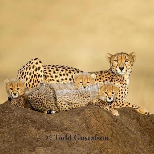 tumblr_e323234d46232bff70c17837b46d1906_515a2ddb_540