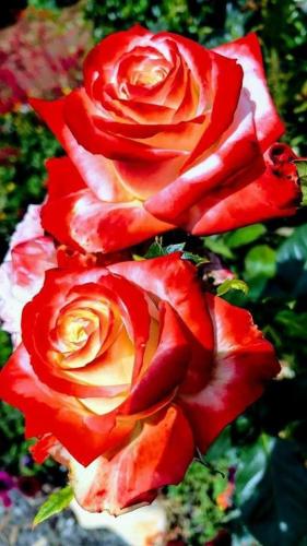 09:38:25 GMT-0600 (CST)