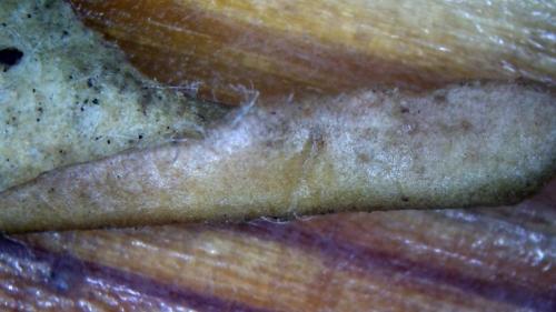 Toe Banding Rod with Carbon Buffer Blow Out Rod Casing (13)