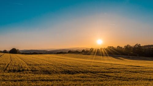 pic-field-in-fall