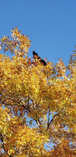 19:31:47 GMT-0600 (CST)