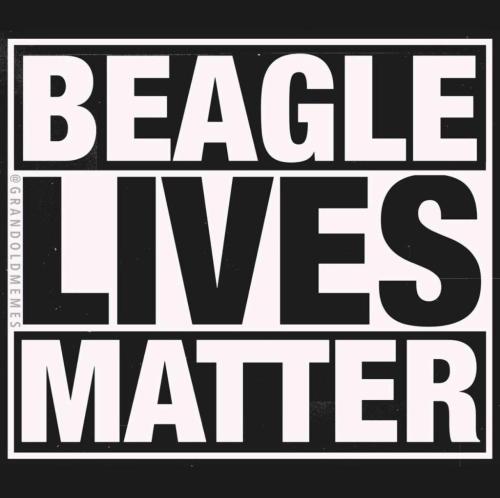 blm beagle