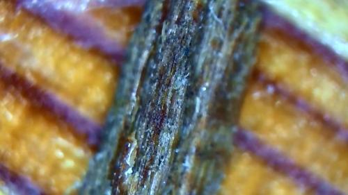 Very Developed Fibre Rod (5)