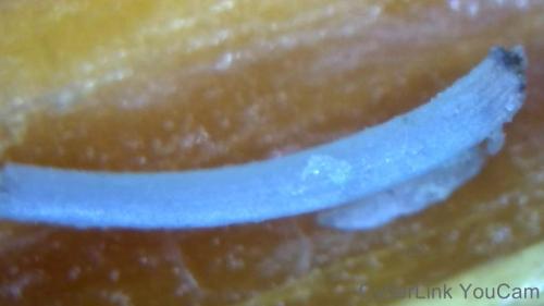 Bath Shed Polymer Leg Rod. (2)