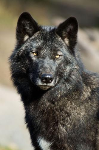 798fca4d520d04f01010352e2b312348