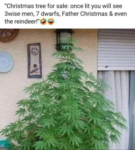 Favorite Christmas Tree