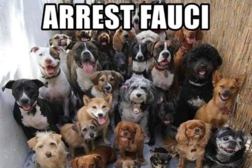 fauchi arrest dogs