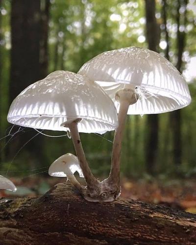 260082554_461502395353439_3329195170150510588_n