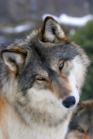 19:34:20 GMT-0600 (CST)