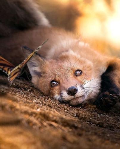 tumblr_e907ebe879fd0c31ff45603ff08e1ad6_25ad2735_540