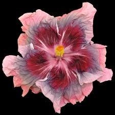 08:16:37 GMT-0600 (CST)