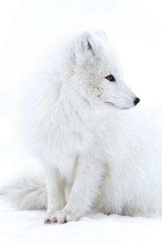 tumblr_ooxp5txZIM1u8wonlo1_540