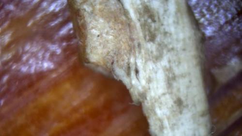 Foot Arch Banding Rod (6)