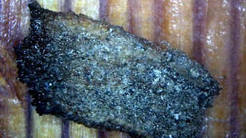 Foot Banding Carbon Slab