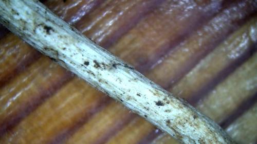 SnapsMajor Fullerene Polymer Fiber Rodhot_20211015_57