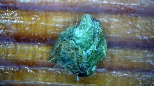 Buffer Detached Core Node.