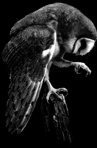 tumblr_5af631fba6c8830a05401e64a44f0696_99351e3e_640