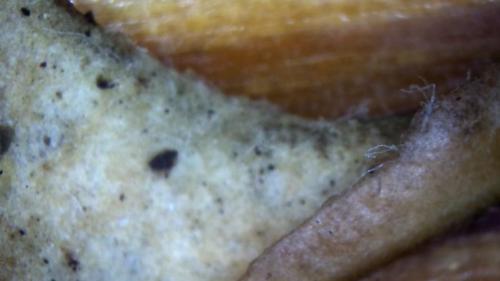 Toe Banding Rod with Carbon Buffer Blow Out Rod Casing (8)