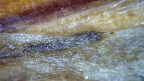 Monster Fullerene Drop Out Rod ... Bio Film Cover (3)