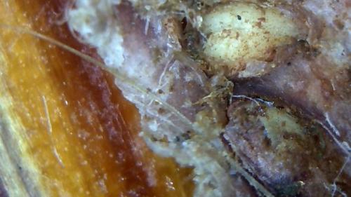 A Demon Portal IMPREGNATION Scab (7)