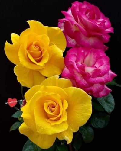 12:57:32 GMT-0600 (CST)