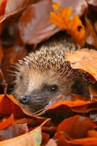 tumblr_36210b677e36f37eb42128a498ffc9e8_1bd21aee_540