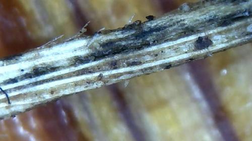 Monster Fullerene Drop Out Rod (10)