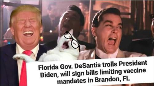 Screenshot_20211119-043309_DuckDuckGo