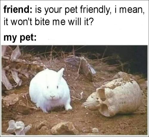 my pet00