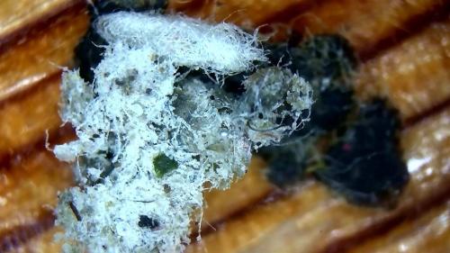 Very Developed Fibre Rod bio film cover (3)