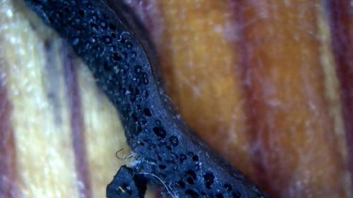 Big Bath Floater Bio Film Scab (17)