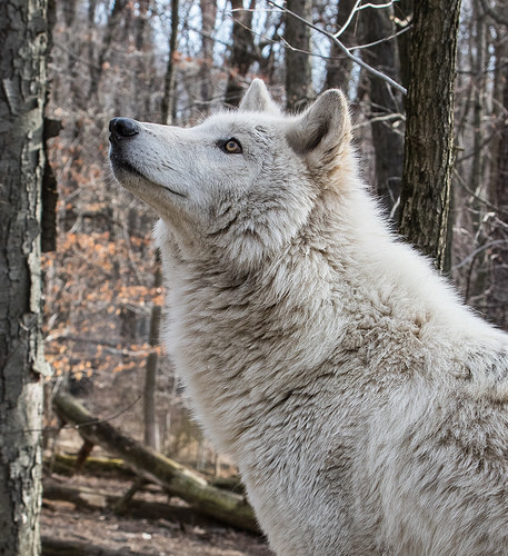 tumblr_o4kmmkmcUU1r0kffao1_500